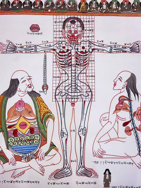 Human Body Anatomy Thangka
