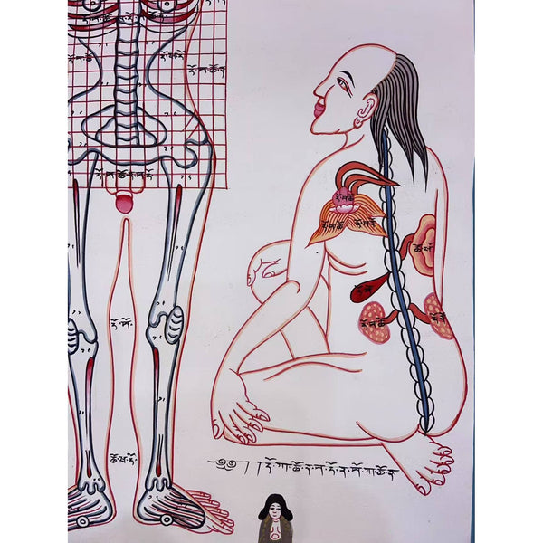 Human Body Anatomy Thangka