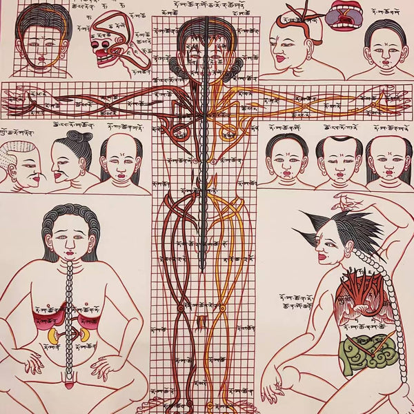 Human Body Anatomy Thangka