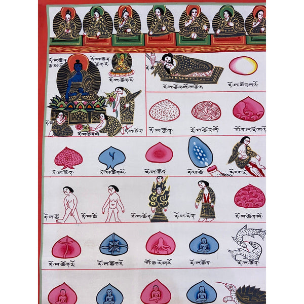 Tibetan Medical Thangka - Human Birth Cycle - Art Of Tibet